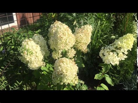 Гортензия Мэджикал Мунлайт - купить в Минске, доставка почтой по ...