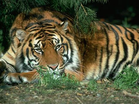 háttérképek számitógépre/háttérképek ingyen: tigris