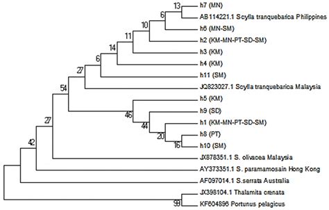 Neighbour Joining Phylogram Showing The Relationships Among Cytochrome