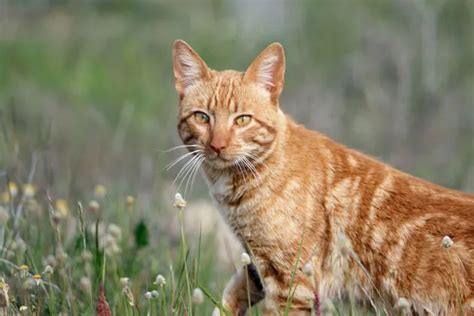 The Worlds Worst Invasive Mammals