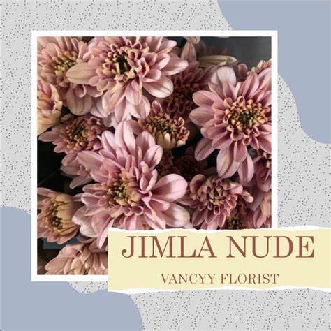 Jual Bunga Jimla Pink Nude Fresh Pertangkai Bunga Segar Jimla Pink Nude Bunga Vancyy Florist
