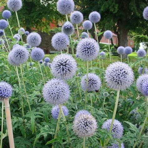 Мордовник (семена). Купить, свойства и способы применения.