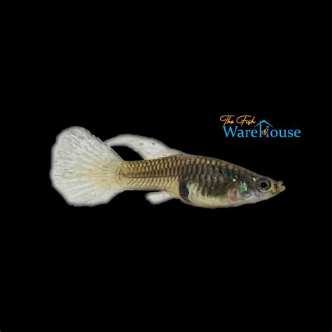 Blue Grass Guppy Poecilia Reticulata The Fish Warehouse