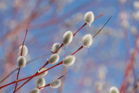 Salice Di Pussy Fotografia Stock Immagine Di Filiale