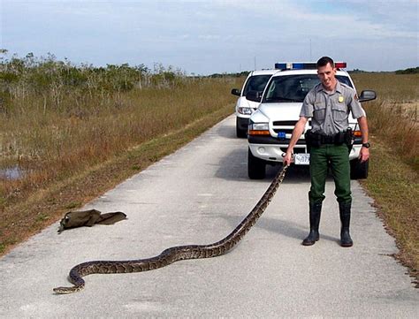 Burmese Python Predators: Natural Threats Guide