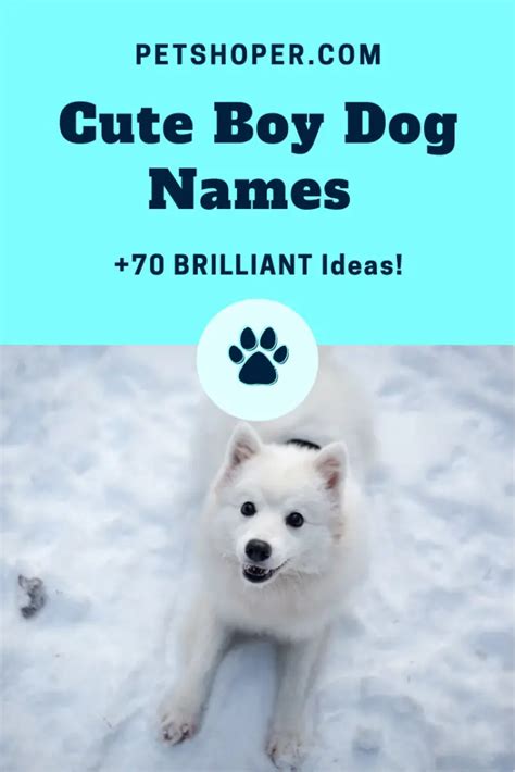 cute boy dog names  brilliant ideas petshoper
