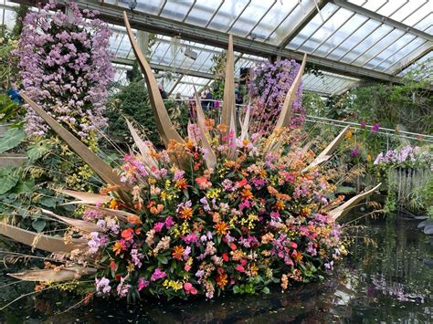 Orchid Festival Miami 2024 - Vivi Alvinia