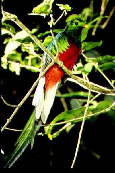 Monteverde Cloud Forest | Animals beautiful, Clouds, Beautiful birds