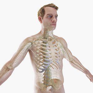 Модели Тело Человека 3D для Скачивания | TurboSquid
