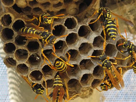 wasp nests    timothy mears blog