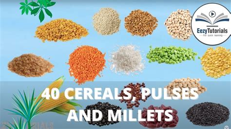 40 Cereals Pulses And Millets With Animation YouTube