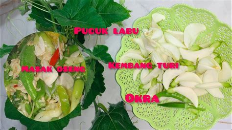 PETIK PUCUK LABU KEMBANG TURI DAN OKRA LANGSUNG DI MASAK OSENG YouTube