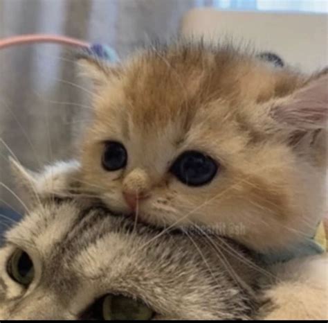 Pin en 💕любимое | Gatos bonitos, Gatitos adorables, Mascotas bonitas