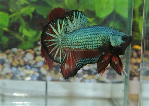 betta fish afira betta hmpk   original indo