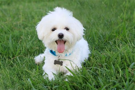 What Does Dogs Mean In Your Dream At Alana Mcgovern Blog