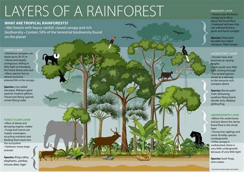 Rainforests Facts And Figures Infographic Rainforest Rainforest Bilarasa