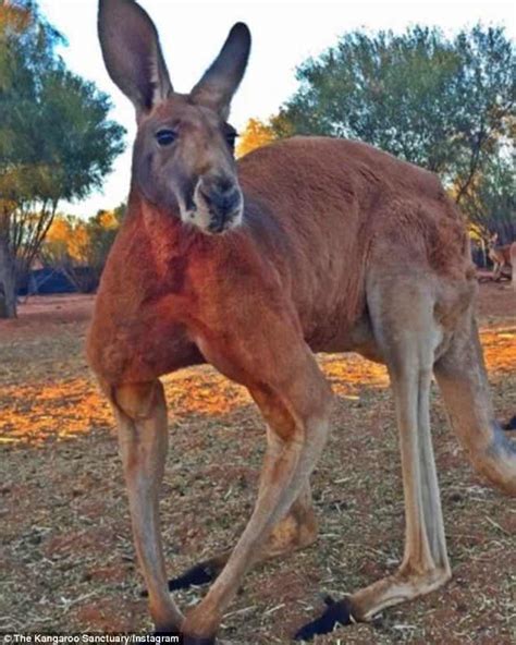 Kangaroo Monty is the buff ‘alpha male’ who flexes his ripped muscles ...