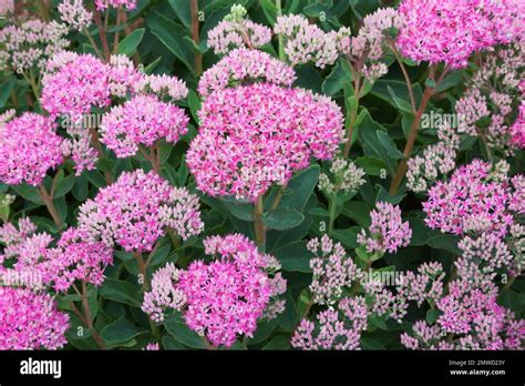Pink Flowering Sedum Stonecrop In Late Summer Stock Photo Alamy