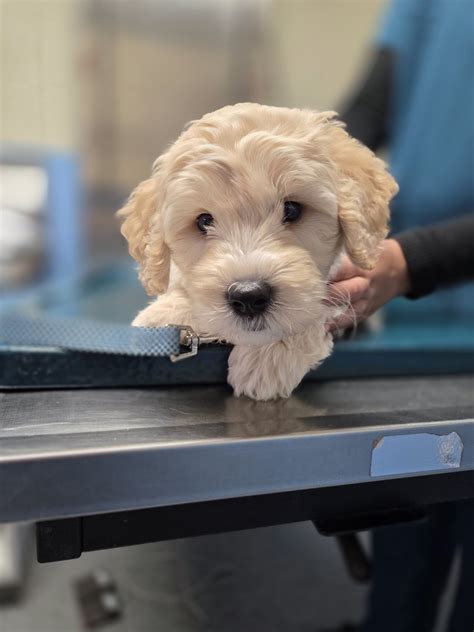 Animal Clinic | Albert City IA