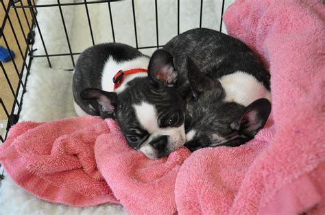 French Bull dog obsession! My Frenchies Frodo and Bilbo! | Bulldog, French bulldog, French bull