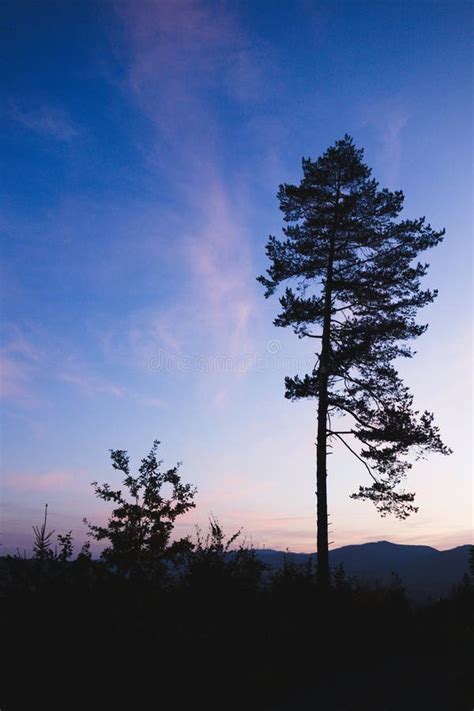 Pine Tree Silhouette At Sunset Stock Image - Image of coastal, gnarled ...