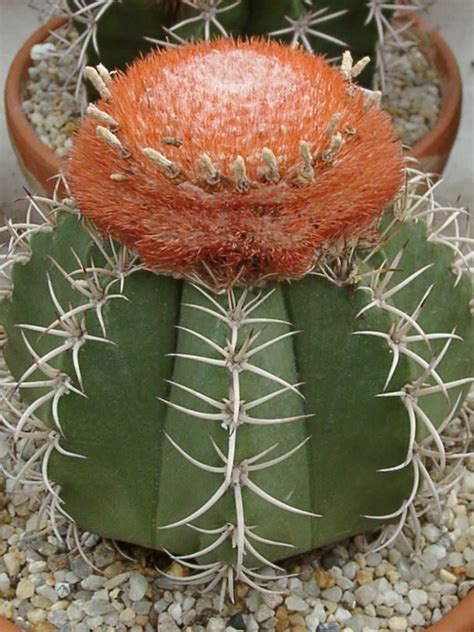 Melocactus matanzanus (Dwarf Turk's Cap Cactus) | World of Succulents