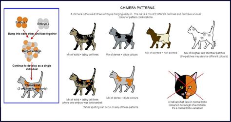 Cat Colours - Chimeras | Cat colors, Cat drawing, Cat reference