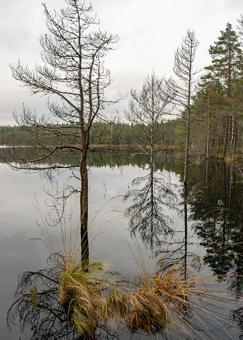 Various Old And Rotten Trees And Tree Branches On The Shore Of A Swampy ...