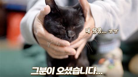 마냥 아기고양이 같았던 막내에게 발정이 와버렸어요 🙀 쫀니와 쪼꼬미들 🏝️베베집사 제주살이 Youtube