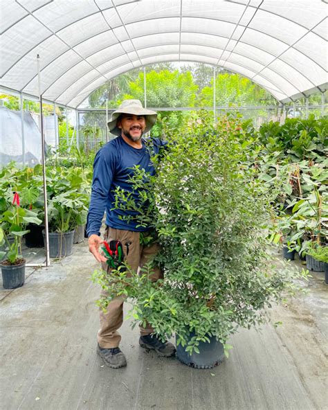 Eugenia Myrtifolia Hedge PlantVine