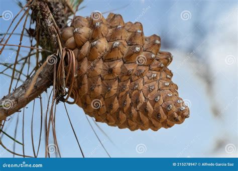 Pine Cone Of A Pinus Radiata The Monterey Pine Insignis Or Radiata
