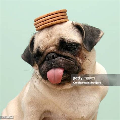 542 Funny Looking Pugs Stock Photos High Res Pictures And Images