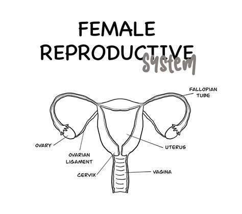 Female Reproductive System Educational Printable | Etsy