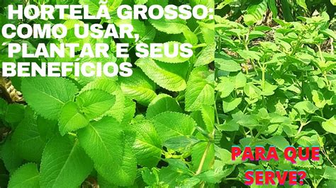 Hortelã Da Folha Grossa Como Usar - Você conhece os benefícios da Hortelã da folha grossa ou graúda/malva ...