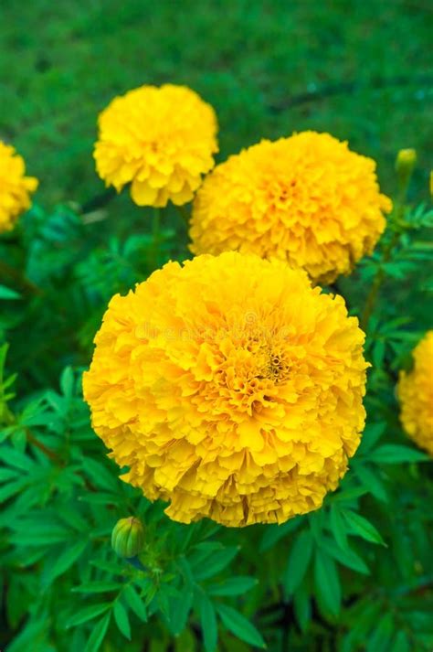 Beautiful Yellow Marigolds Flowers Growing in the Garden. Stock Image ...