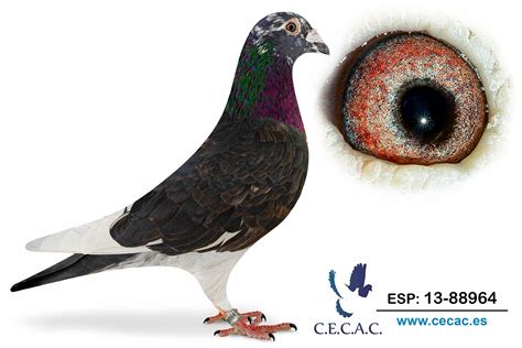 Esp 2022 97409 M♂ Stassart Subastas Palomas