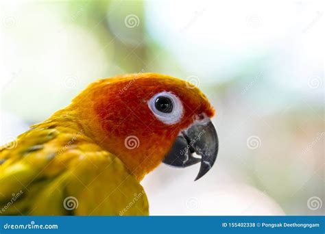 Sun Conure parrots. stock photo. Image of beautiful - 155402338