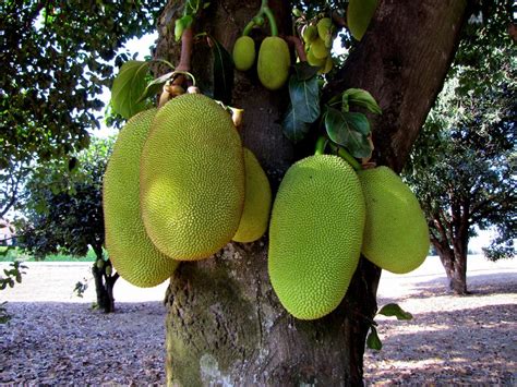 Jaqueira (Artocarpus heterophyllus) | Artocarpus heterophyll… | Flickr