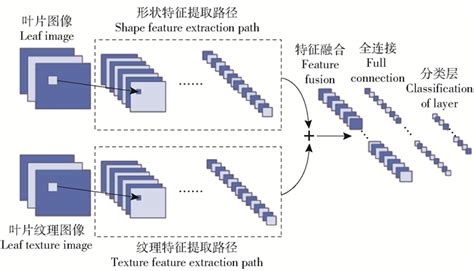 基于双路卷积神经网络的植物叶片识别模型