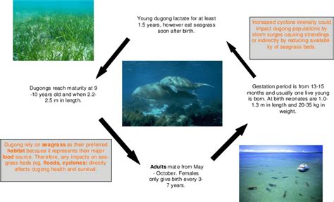 Generalised Life Cycle Diagram Of Dugong In The Torres Strait