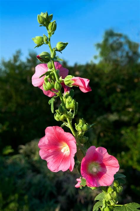 Growing Hollyhock | ThriftyFun