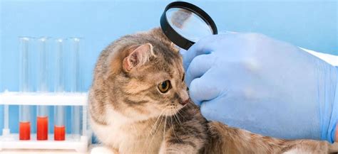 Демодекоз у кошек - «Айболит Плюс» - сеть ветеринарных клиник