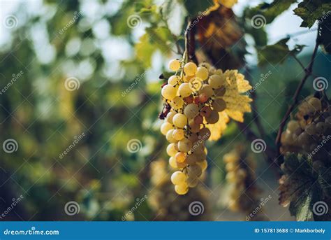 Uvas Brancas Provenientes De Videiras Verdes E Peludas Fundo De