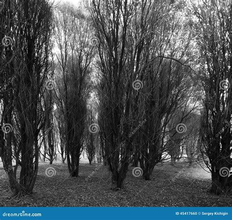 gray autumn forest monochrome stock photo image  ground grey