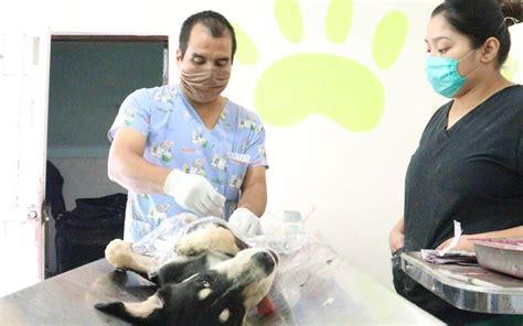 Realizan Con Xito Campa A De Esterilizaci N En San Pedro El Sol De