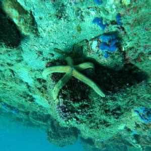 Are There Any Freshwater Octopus? (Surprising Facts) - Pond Informer