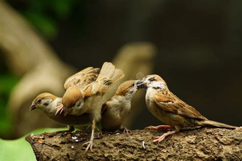 Maya Bird Clipart Images