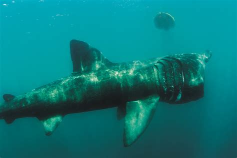 Basking Sharks Attacks