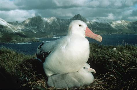 wandering albatross nest