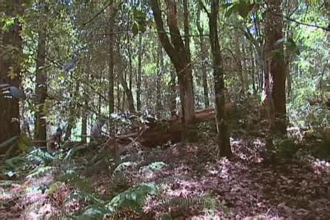 Forest At Gay Male Tube